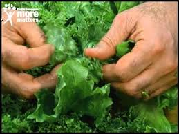 The 11 easiest italian vegetables to grow. Fresh Endive Escarole Youtube