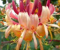 This Peaches Cream Honeysuckle Set Of Two Is Perfect Zulilyfinds Blooming Plants Planting Bulbs Evergreen Vines
