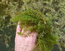 Image result for Hydrilla
