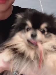 Pin By Floral Koo On Bighit Meme Dogs Animals Husky