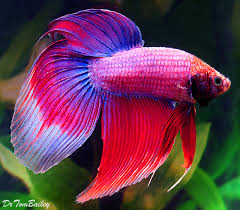 Male and female betta fish can be easy to tell apart, but sometimes you have to look more closely to determine their gender. Male Betta For Sale Aquariumfish Net