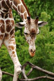 Lincoln Park Zoo Animal Pictures Zoo Animals Photos Zoo Animals Animals