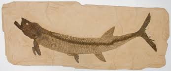Fossils Fish Fossil Fossil Bones Fossils