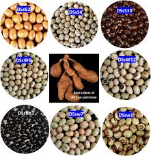 Image result for Sphenostylis