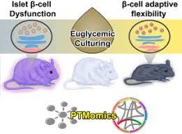 Hamster picture 835 1000 jpg / hamster picture 835 1000 jpg : Characterization Of Signaling Pathways Associated With Pancreatic B Cell Adaptive Flexibility In Compensation Of Obesity Linked Diabetes In Db Db Mice Molecular Cellular Proteomics