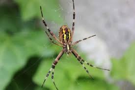 2 Spinnen Bilder Zum Herunterladen Spinne Bilder Kostenlose Bilder