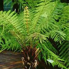 Image result for Cyathea thomsonii