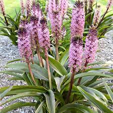 Image result for Eucomis