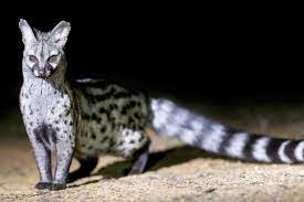 Coolest Nocturnal Animals Around The World