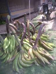 Tetapi saat ini sudah banyak warga yang menanam pisang byar ini. Pisang Tanduk Galex Home Facebook