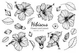 Cut two center pieces and glue to middle of flower. Hibiscus Images Free Vectors Stock Photos Psd