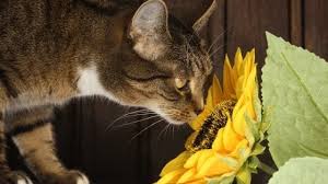 Founded in 1999 by bev and martin hopp, we are brisbane's oldest operating and most trusted pet crematorium. Common Plants Toxic To Pets Pet Angels Gold Coast Brisbane