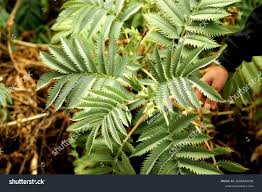 Image result for Melianthus major