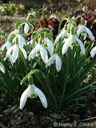 Snowdrops Galanthus Nivalis Early Spring Bloomers Garden Bloggers Fall Plants Garden Projects