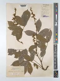 Image result for Platysepalum