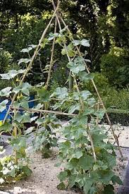 Potager En Hauteur Jardin En Hauteur Jardin Potager Et Jardins