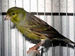 canario timbrado espanol best training voice vol 1 youtube canarios mascotas pajaros