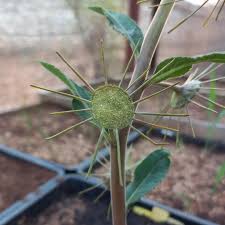 Image result for Multidentia concrescens