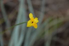 Image result for Xyris valida