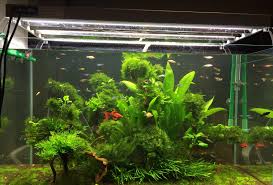 Crown Aquatic Plants Fish Tank Accessories Aquarium Shop Fish Tank