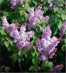 See more ideas about japanese lilac tree, shrubs, lilac tree. Fragrant Lilac Tree On The Tree Guide At Arborday Org