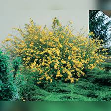 Image result for Kerria japonica