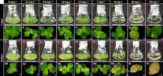 Image result for Spirodela polyrrhiza