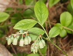 Image result for Vaccinium madagascariense