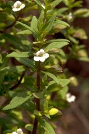 Image result for Bacopa floribunda