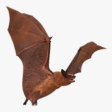 Flying Bat 3d Model Ad Flying Bat Model 3d Model Graphic Design Tips Real Model
