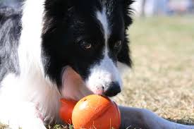 Large selection of finest puppies for sale: Orion Border Collies