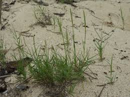 Image result for Sporobolus spicatus