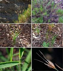 Image result for Tristachya