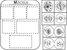 Science Interactive Notebook Mitosis Interactive Notebooks Biology Lessons Mitosis