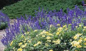 Bandana Lemon Zest Wholesale Lantana For Sale Lantana Flower Landscape Wholesale Plants