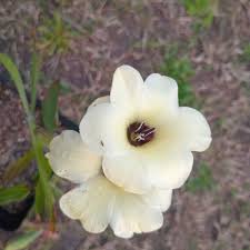 Image result for Pavetta pygmaea