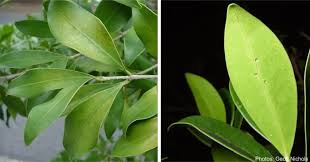 Image result for Chionanthus foveolatus