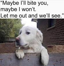 Funny Animal Memes Of The Day 27 Pics Funny Animal Memes Funny Animals Cute Funny Animals