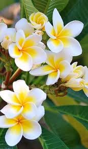 Pin On Flowers