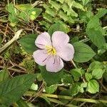 Image result for Heterotis decumbens