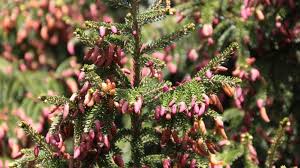 Image result for Vismia orientalis