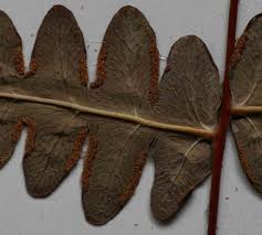 Image result for Histiopteris