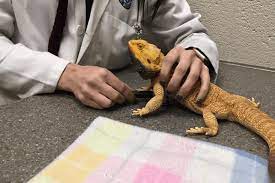 How To Tell If Your Bearded Dragon Is Dying