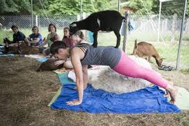 Kundalini yoga fayetteville nc the goddess of peace in the excitability. Goat Yoga Offers Inner Peace And Fuzzy Cuddles Entertainment Life The Fayetteville Observer Fayetteville Nc