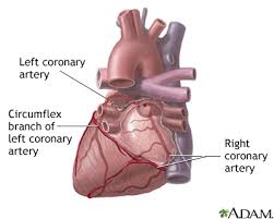View an illustration of coronary bypass (link opens in new window). Posterior Heart Arteries Medlineplus Medical Encyclopedia Image