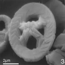 Image result for Xyris natalensis