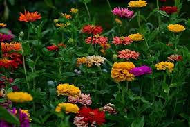 Asclepias tuberosa, commonly called butterfly weed, is a tuberous rooted, missouri native perennial which occurs in dry/rocky open woods, glades, prairies, fields and roadsides throughout the state (steyermark). What S The Difference Between Annual And Perennial Flowers Gardening Channel