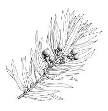 Image result for Blotiella bouxiniana