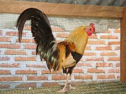 Dijual ayam hutan asli untuk pikat, terbukti jitu, pikat ayam hutan jitu mau dijual mana tau ada yang minat, ok gan ini adalah. Ayam Hutan Pulau Buton Manu Koo Posts Facebook