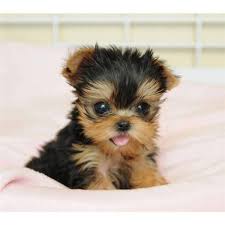 Pin On Aaaaah So Cute We understand the role puppies play in boosting immunity, reducing stress, & anxiety. pin on aaaaah so cute